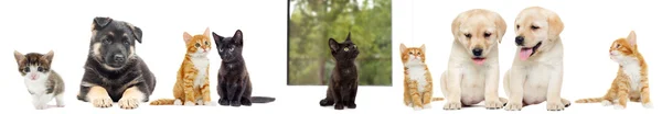 Kitten and puppy Labrador on a window sill — Stock Photo, Image