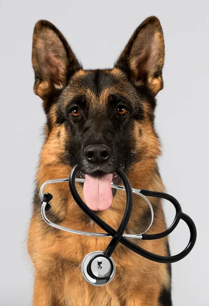 Cão Olhando Raça Pastor Alemão — Fotografia de Stock