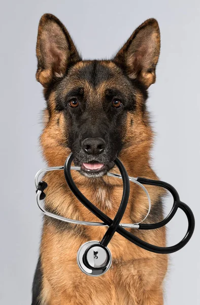 Dog Stethoscope Looking German Shepherd Breed — Stock Photo, Image