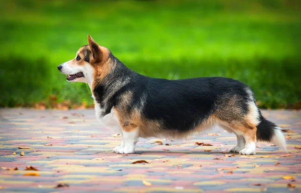 Welsh Corgi Pembroke Dog Outdoors — Stock Photo, Image