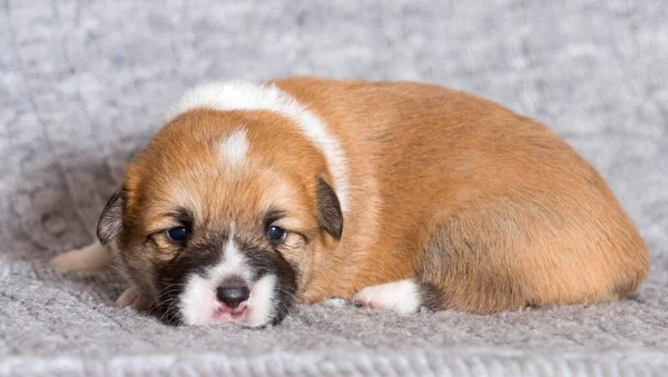 Neugeborener Welpe Walisischer Corgi Pembroke — Stockfoto