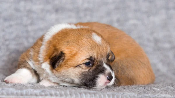 Yeni Doğmuş Köpek Yavrusu Galsh Corgi Pembroke — Stok fotoğraf