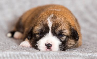 Küçük Galli Corgi Pembroke yavrusu