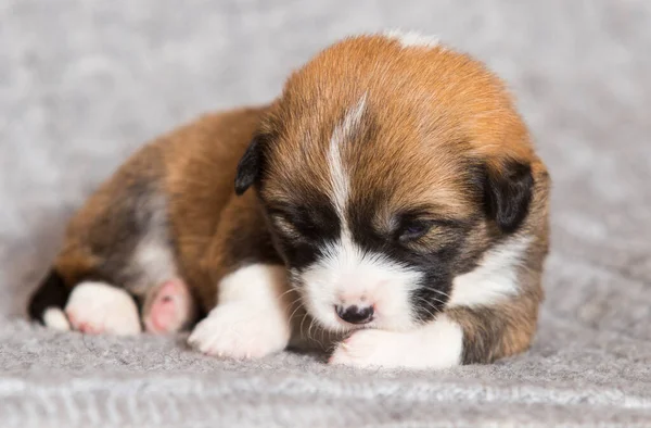 Pequeño Galés Corgi Pembroke Cachorro — Foto de Stock