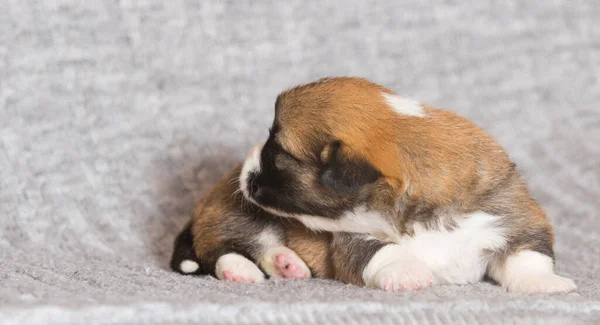 小さなウェルシュコーギーペンブローク子犬 — ストック写真