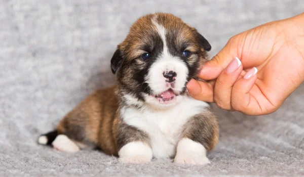 Petit Chiot Gallois Corgi Pembroke — Photo