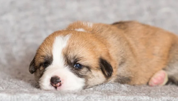 Newborn Welsh Corgi Pembroke Puppy Lying Blanket — Stock Photo, Image