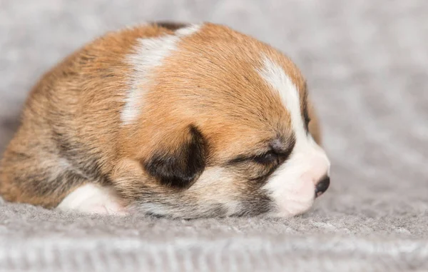 新生児ウェルシュコーギーペンブローク子犬毛布の上に横たわる — ストック写真