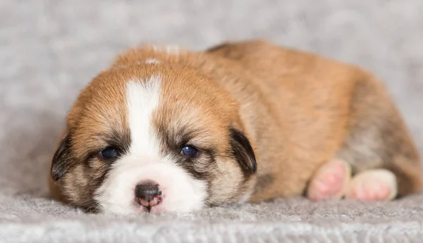 新生児ウェルシュコーギーペンブローク子犬毛布の上に横たわる — ストック写真