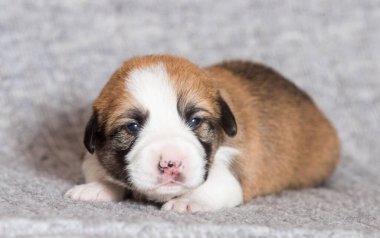 Şirin yeni doğmuş köpek yavrusu, Galli corgi pembroke cins