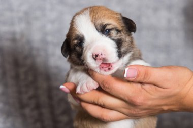 Şirin yeni doğmuş köpek yavrusu, Galli corgi pembroke cins