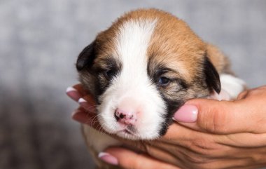 Şirin yeni doğmuş köpek yavrusu, Galli corgi pembroke cins