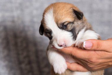 Şirin yeni doğmuş köpek yavrusu, Galli corgi pembroke cins