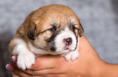 Şirin köpek yavrusu Galler Corgi cinsinin kollarında uyuyor.