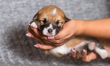 Corgi yavrusu kollarında uyuyor.