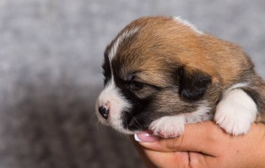 Corgi yavrusu kollarında uyuyor.