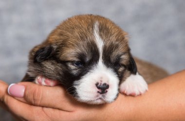 Corgi yavrusu kollarında uyuyor.