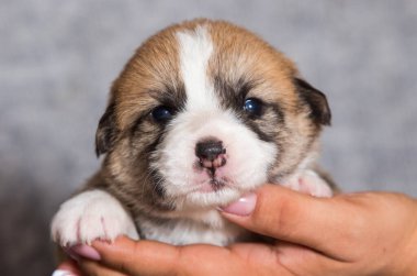 Corgi yavrusu kollarında uyuyor.