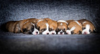 Battaniyenin üzerinde bir sürü Corgi yavrusu yatıyor.