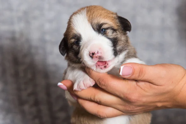 Lindo Cachorro Recién Nacido Galés Corgi Pembroke Crianza —  Fotos de Stock