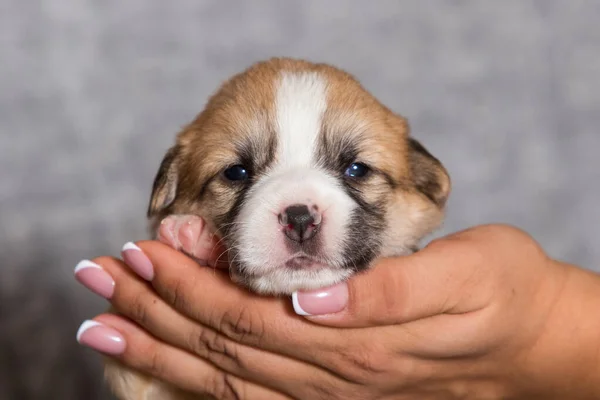 Cute Puppy Lies Hands Welsh Corgi Breed — Stock Photo, Image