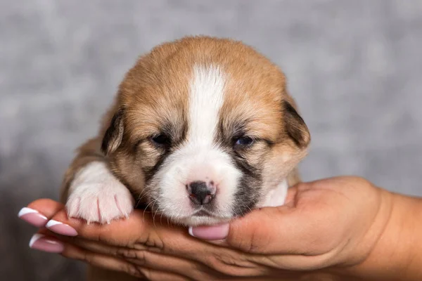 Lindo Cachorro Durmiendo Sus Brazos Galés Corgi Pembroke Crianza —  Fotos de Stock