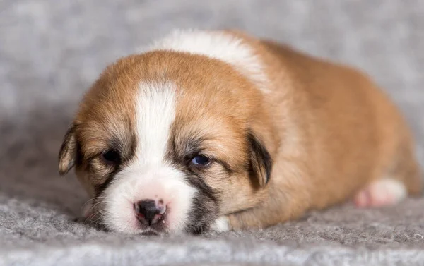 Cute Puppy Lies Welsh Corgi Breed — Stock Photo, Image