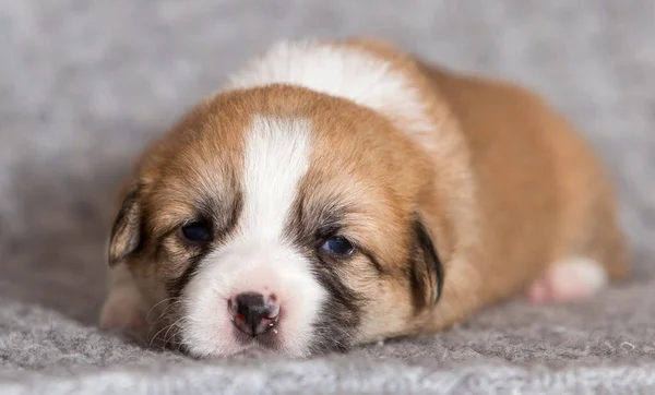 Słodkie Szczeniak Leży Walijski Corgi Rasa — Zdjęcie stockowe