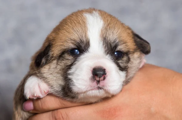 Cachorro Corgi Dormindo Nos Braços — Fotografia de Stock