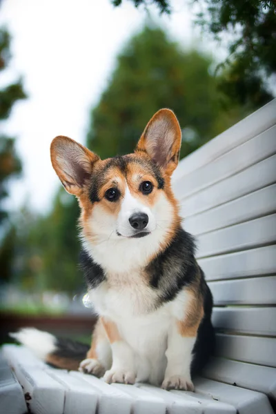 Chien Sur Banc Corgi Gallois Race — Photo