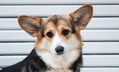 Beyaz ahşap arka planda corgi sosisi