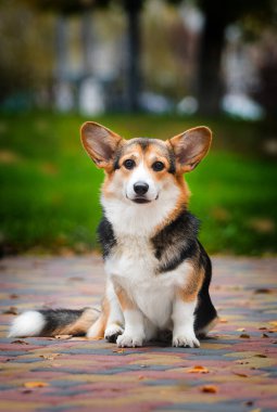Corgi köpeği sonbaharda yürüyor