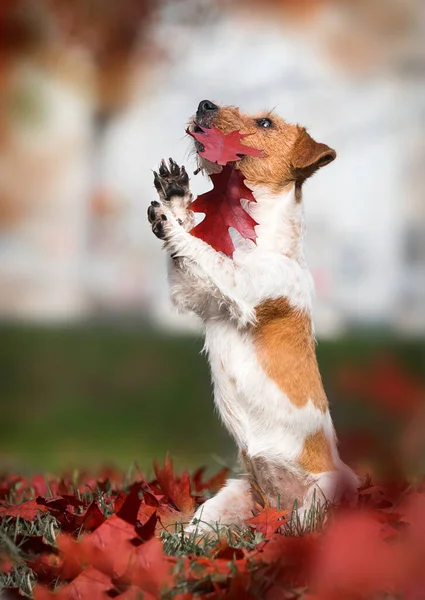 Cão Fica Suas Patas Traseiras Nas Folhas Outono — Fotografia de Stock