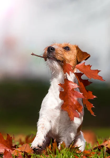 Hund Jack Russel Beim Herbstspaziergang — Stockfoto