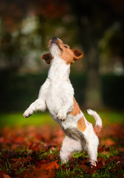 Dog Jack Russell Fica Suas Patas Traseiras Uma Caminhada Outono — Fotografia de Stock