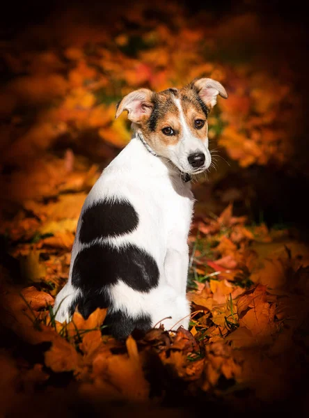 かわいい子犬が秋にカメラを見て — ストック写真