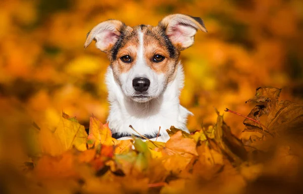 Welpe Sieht Herbstlaub Aus — Stockfoto