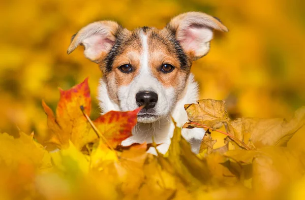 Sguardi Cucciolo Foglie Autunno — Foto Stock