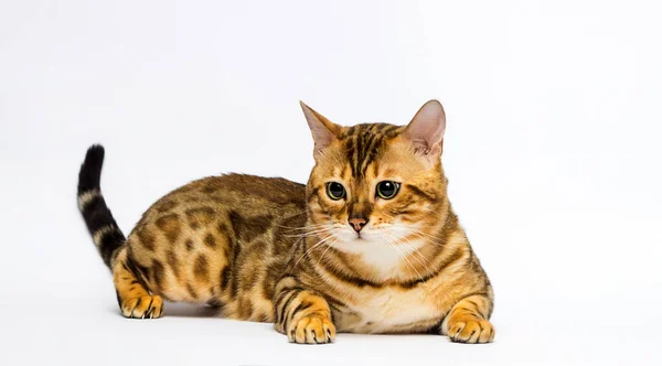 Леопардовый Бенгальский Кот Лежит Белом Фоне — стоковое фото