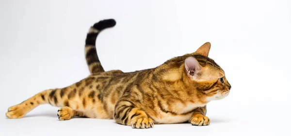 Леопардовый Бенгальский Кот Лежит Белом Фоне — стоковое фото