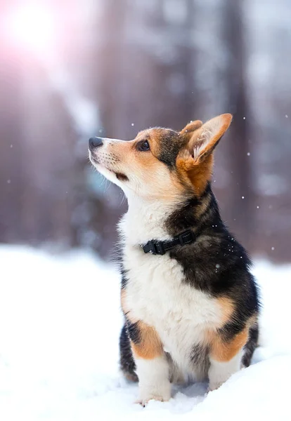 Corgi Dog Snow Winter — Stock Photo, Image