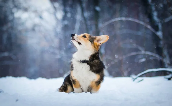 Corgi Σκυλί Στο Χιόνι Χειμώνα — Φωτογραφία Αρχείου