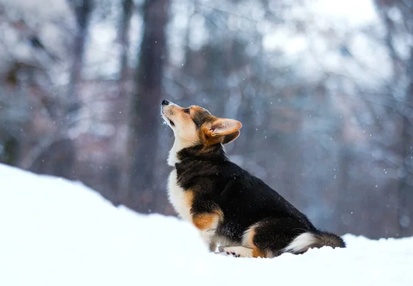 Corgi Σκυλί Στο Χιόνι Χειμώνα — Φωτογραφία Αρχείου