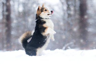 Kışın kardaki corgi sosisi