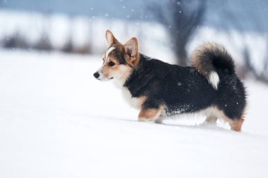Kışın kardaki corgi sosisi