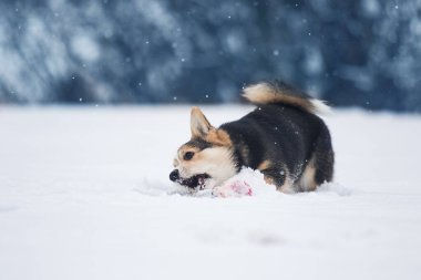 Corgi köpeği kışın karda oynuyor.
