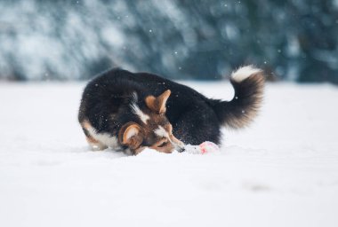 Corgi köpeği kışın karda oynuyor.