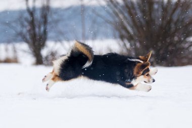 Corgi köpeği kışın karda oynuyor.