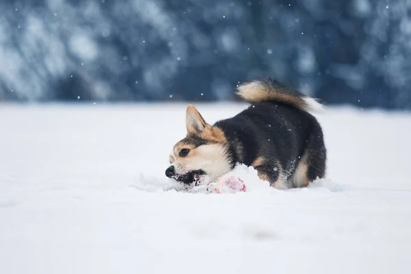 Corgi Hund Spielt Winter Schnee — Stockfoto