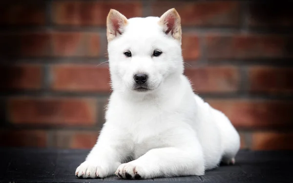 Hokkaido Puppy Looks Front — Stock Photo, Image